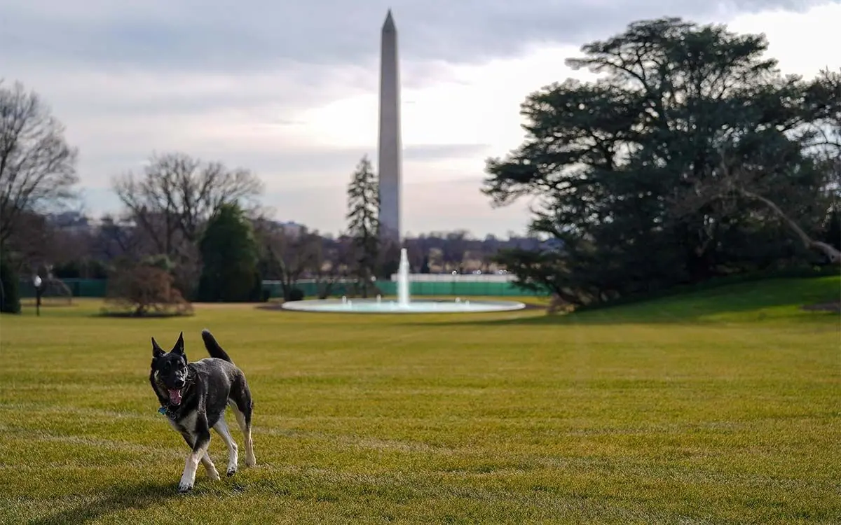 2021-01-25T172206Z_1217123976_RC25FL90GGUO_RTRMADP_3_USA-BIDEN-DOGS_2021_01_26_04_43_39