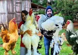 کارخانه حیوانات؛ به جوجه ها هورمون گاو زدن مرغ شدن هم قد و وزن بوفالو