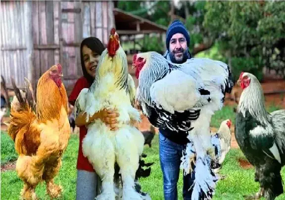کارخانه حیوانات؛ به جوجه ها هورمون گاو زدن مرغ شدن هم قد و وزن بوفالو