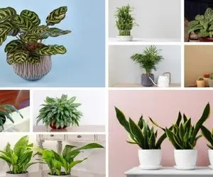 گیاهان آپارتمانی مخصوص خانه تاریک / برا خونه ای که پرده ها رو بکشی نکشی اصن نور نداره