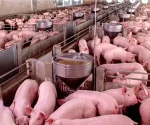 فرآوری خوک؛ خوک حرومی قلمبه صورتی میبرن سلاخخونه شقه میکنن بیکن تحویل میگیرن