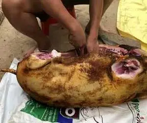 کباب سگ؛ سگ ولگرد زیادی واق واق میکرد دستو پاشو شکوندن شکمشو خالی و بریونی کردنش