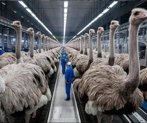 فرآوری شتر مرغ؛ از جوجه کشی تا فرآوری چرم و گوشت شترمرغ با سود میلیون‌ دلاری دلال