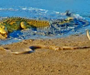 مستند حیات وحش؛ کروکودیل و مار سیاه