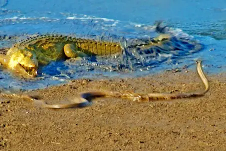 مستند حیات وحش؛ کروکودیل و مار سیاه