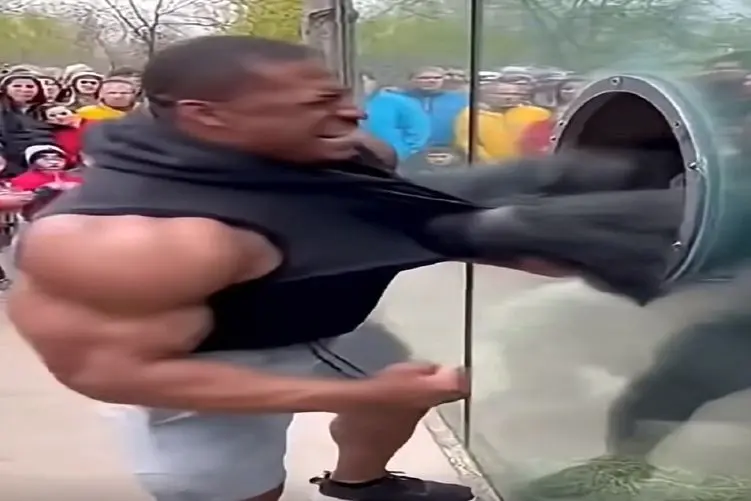 معماری طبیعت؛ مرد گول زور و بازوشو خورد با گوریل کشتی گرفت ولی کور خوند...