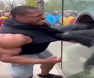 معماری طبیعت؛ مرد گول زور و بازوشو خورد با گوریل کشتی گرفت ولی کور خوند...