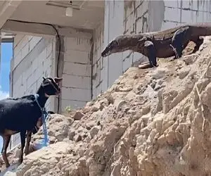 مستند حیات وحش؛ کومودو هفت خط برای بلع بز کوه هارو نوردید