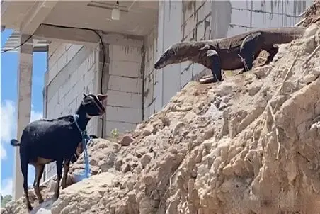 مستند حیات وحش؛ کومودو هفت خط برای بلع بز کوه هارو نوردید