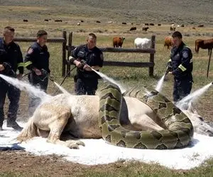 حیات وحش مصنوعی؛ اسب دلیر برای نجات مادرش از چنگ پیتون غول کمک آورد