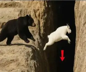 مستند حیات وحش؛ خرس در تعقیب بز کوهی بزرگترین خطا زندگیش کرد