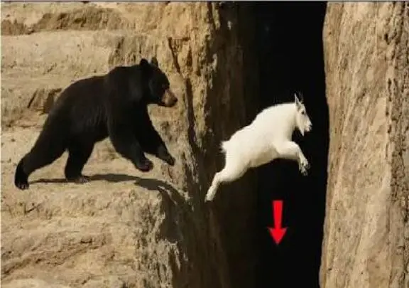 مستند حیات وحش؛ خرس در تعقیب بز کوهی بزرگترین خطا زندگیش کرد