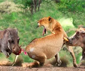 مستند حیات وحش/ گراز جنگی سرش نمیشه شیر سلطان جنگله شاخشو فرو میکنه