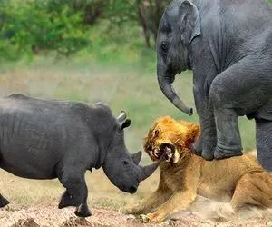 شاهکار حیات وحش؛ کرگدن شریر وقتی شیر بچشو بلعید شاخشو فر کرد تو حلقش خون جهید