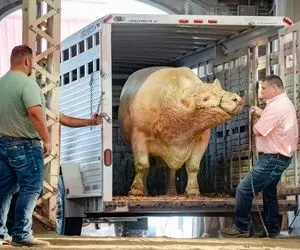 حیوانات غول جثه؛ غول پیکرترین گاو دنیا که تریلی خوابید وقتی سوار شد