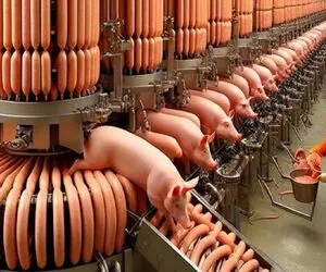 مستند فرآوری خوک / کاهش درد حین ذبح خوک با ابزارآلات پیشرفته غول آسا