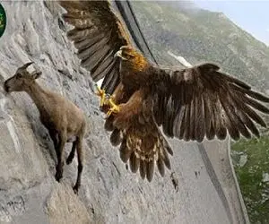 مستند حیات وحش؛ بز فکر میکرد جاذبه پناهشه خنجر خورد یا خیانت جاذبه به بز