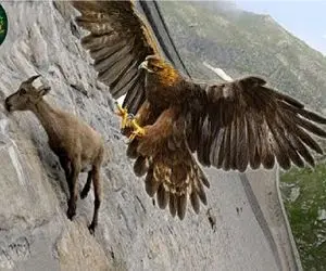 مستند حیات وحش؛ بز فکر میکرد جاذبه پناهشه خنجر خورد یا خیانت جاذبه به بز