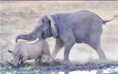 راز بقا؛ نبرد سنگین وزنان حیات وحش برای اثبات برتری