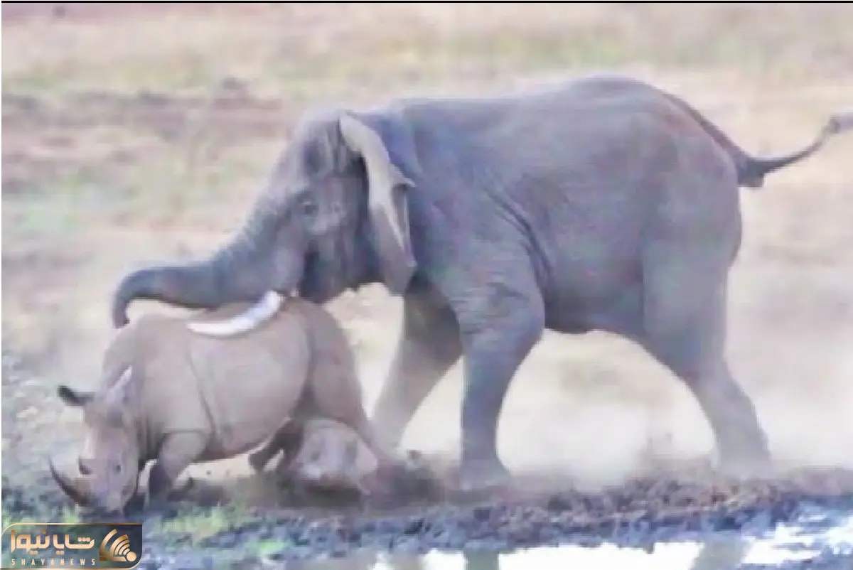 راز بقا؛ نبرد سنگین وزنان حیات وحش برای اثبات برتری