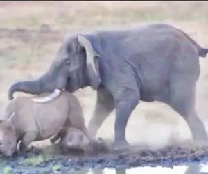 راز بقا؛ نبرد سنگین وزنان حیات وحش برای اثبات برتری