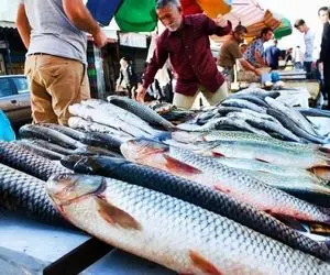 قیمت انواع ماهی امروز چهارشنبه 7 مهر