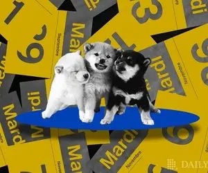 رازهای شیبا و دوج کوین فاش شد!