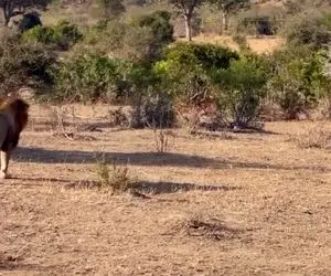 مستند حیات وحش؛ مواجهه جالب دو شیر برادر وقتی همدیگر و نشناختند