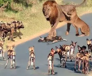 بدایع حیات وحش / شیر مستاصل سعی کرد کودک خود را از دهان سگ های وحشی نجات بده