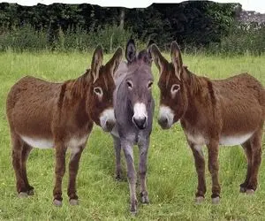 ماجرای کشف ۷هزار آلت تناسلی خر در فرودگاه!