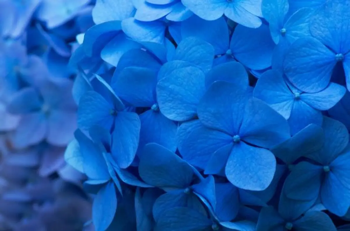 Blue-Hydrangea-background-620x410