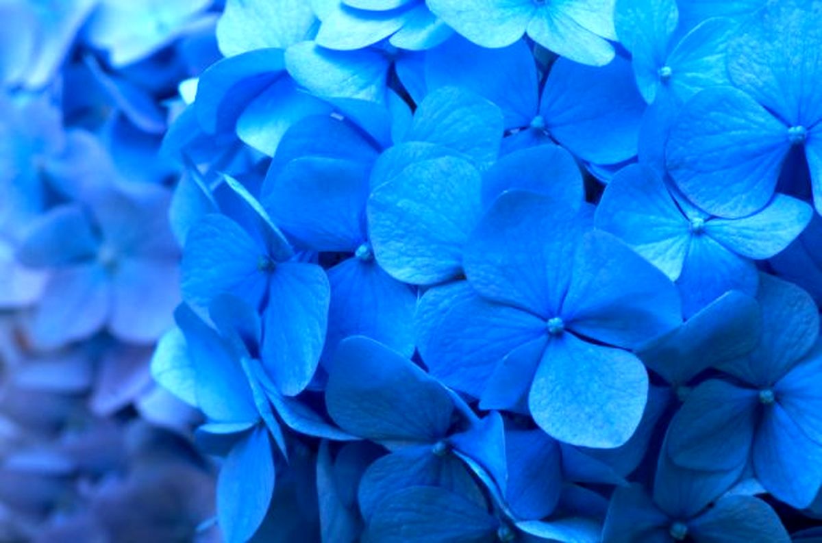 Blue-Hydrangea-background-620x410