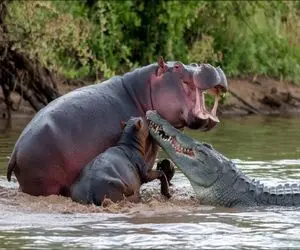 دیدنی رازبقا؛ اسب آبی بدسگال موقع صید ماهی تمساح شریری که مزاحم شد و ابتر کرد