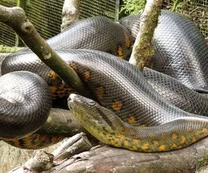 نارام زیان؛ پیتون هرکول بعد بلع یه گاو نر تو جنگل میخزه غذاش هضم شه بره سراغ بعدی