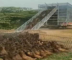 دامداری نوین؛ اردکا رو مثل بچه مدرسه ایا صف کردن سوار ماشین شن بردن خورشتی خرد کردن