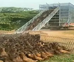 دامداری نوین؛ اردکا رو مثل بچه مدرسه ایا صف کردن سوار ماشین شن بردن خورشتی خرد کردن