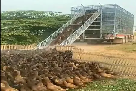 دامداری نوین؛ اردکا رو مثل بچه مدرسه ایا صف کردن سوار ماشین شن بردن خورشتی خرد کردن