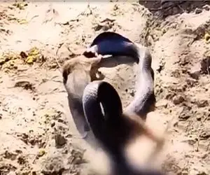 جذابیت حیات وحش؛ کشتی مذبوحانه مانگوس و مار که جنگل را به خاک و خون کشاند