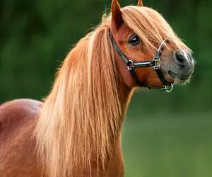 دنیای حیوانات / اسبچه های مینیاتوری قد کوتاهن با هوش بالا و کله شق