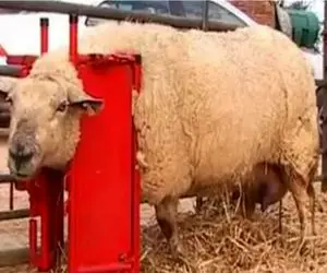 فرآوری حیوانات/ گوسفندارو پشمالو میگیرن تمیز و قشنگ تحویل میدن/قالبی پوستشونو میکنن