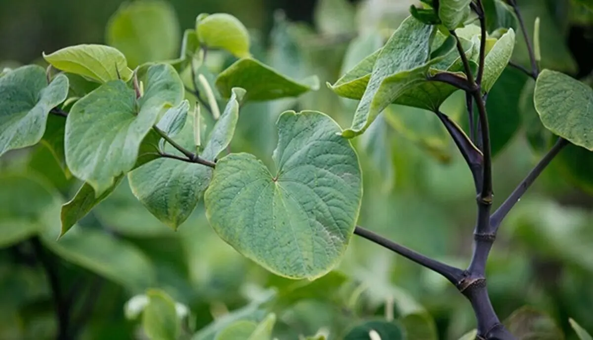 بی خوابی6