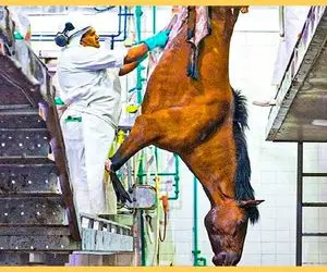 فرآوری اسب؛ چاقو میندازن از راست شکم اسب پوستشو میکنن که باهاش کفش مردونه تولید کنن