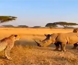 مستند حیات وحش؛ پلنگ و کرگدن چشم تو چشم بودن شیر به چخ رفت