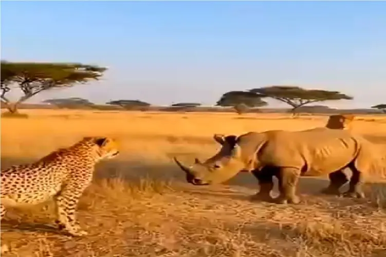 مستند حیات وحش؛ پلنگ و کرگدن چشم تو چشم بودن شیر به چخ رفت