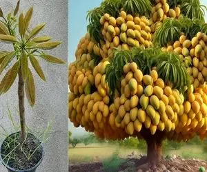 کشاورزی بدیع؛ تخم انبه رو با خمیردندون پیوند میزنه حاصلش میشه درختچه غول پیکر