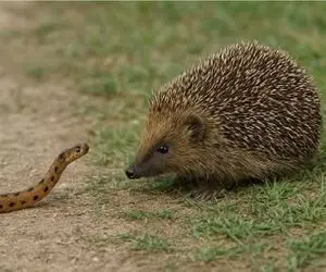 مستند حیات وحش؛ جوجه تیغی دد مار نقره داغ کرد