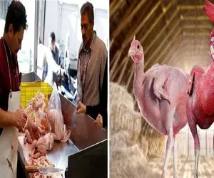 قیمت مرغ امروز یکشنبه ۱۳ اردیبهشت ۱۴۰۵ + جدول