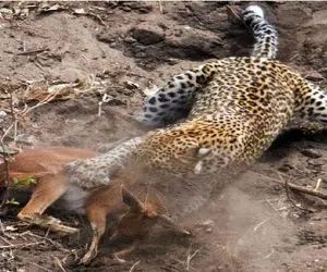 مستند حیات وحش؛ پلنگ چوب خنگ بازیشو میخوره