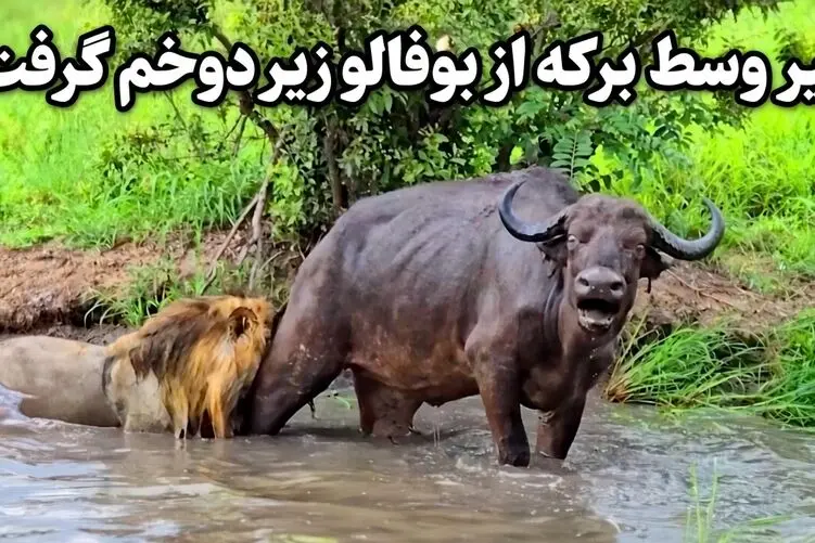 مستند حیات وحش؛ شیر وسط برکه از بوفالو زیر دوخم گرفت