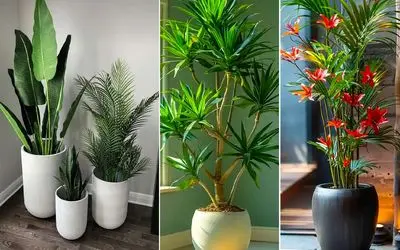 گیاهان آپارتمانی که تو قشنگی و لاکچری بودن رو دست ندارن؛ اینا آدم بودن مدلینگ میشدن